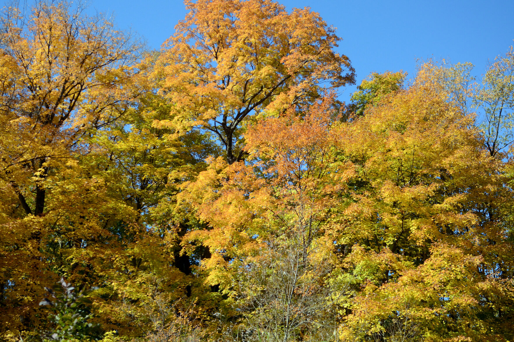 Baraboo area fall color, Oct. 8, 2020